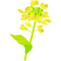 菜の花 菜の花
